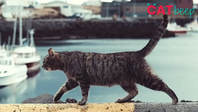 Can Cats Find Their Way Home if Lost? Cat Beep