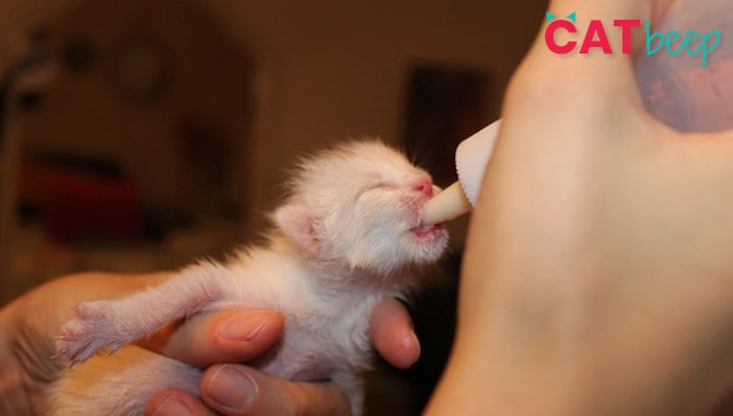 What Does a 4 Week Old Kitten Eat?