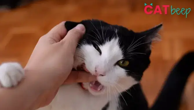 Why Does My Cat Bite Me When She S Being Affectionate