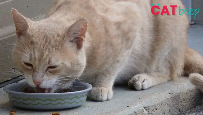 Do Cats Need Wet Food Every Day?