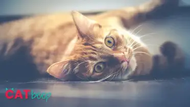 Why Is My Cat Licking The Floor Cat Beep