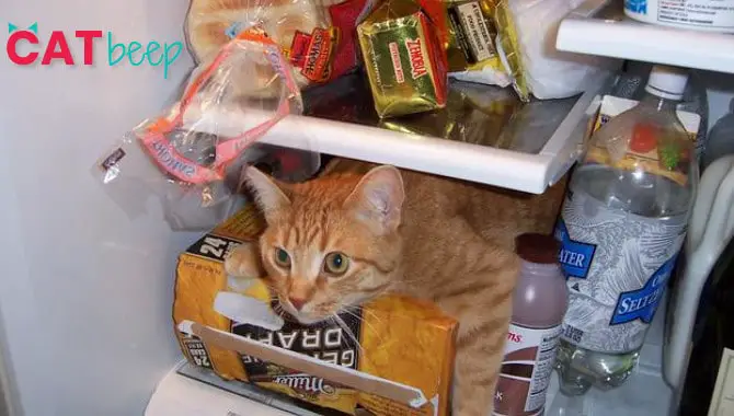 why do cats like going in the fridge