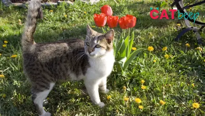 are peony tulips toxic to cats