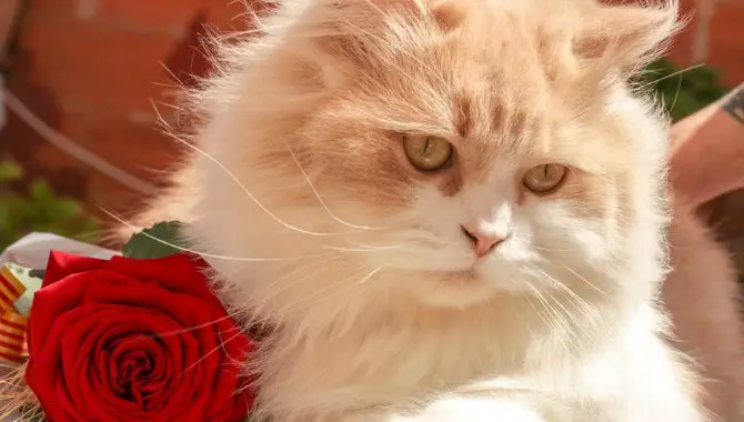 Are Roses Toxic To Cats Cat Beep