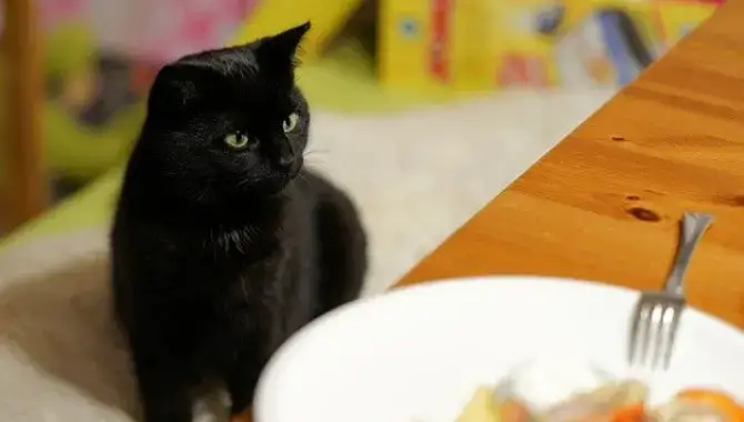 Can Cats Have Smoked Salmon Cat Beep