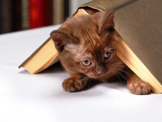 Can Cats Read