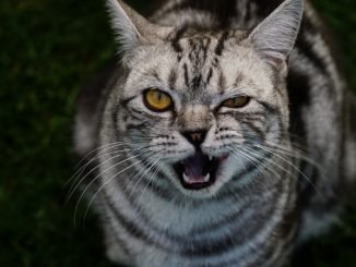 Can Cats Smile