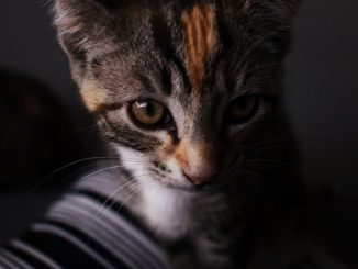 should i leave a light on for my kitten at night