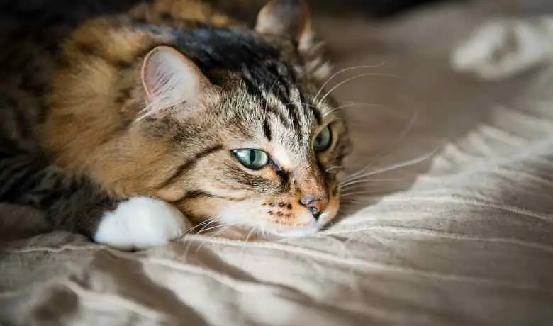 Can Cats Sense Death Cats Predicting Death