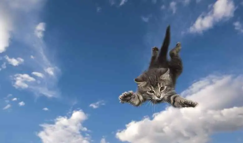 How High Can A Cat Jump