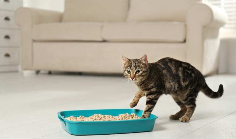 brown black and white tabby cat